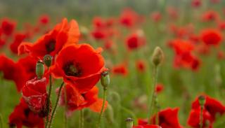 Poppies growing in a field