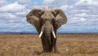 Elephant in the Savannah