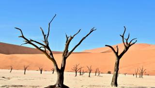 Bare trees in Namibia